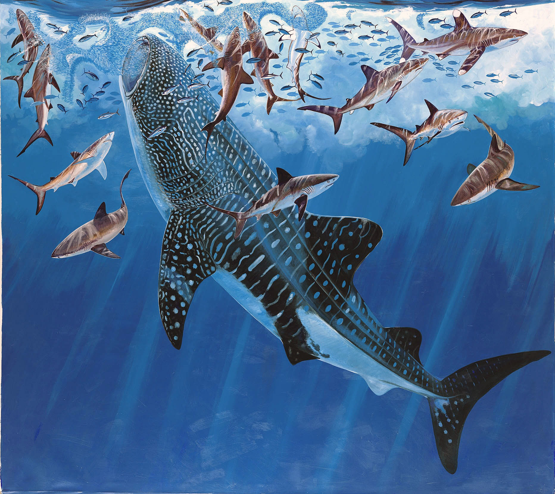 남자 하비 벽지,고래 상어,물고기,상어,연골 어류,해양 생물학