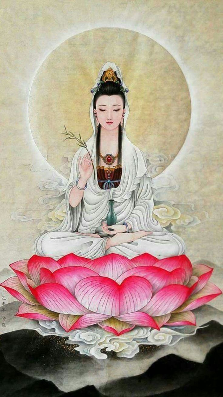 carta da parati kwan kong,rosa,famiglia del loto,loto sacro,petalo,seduta