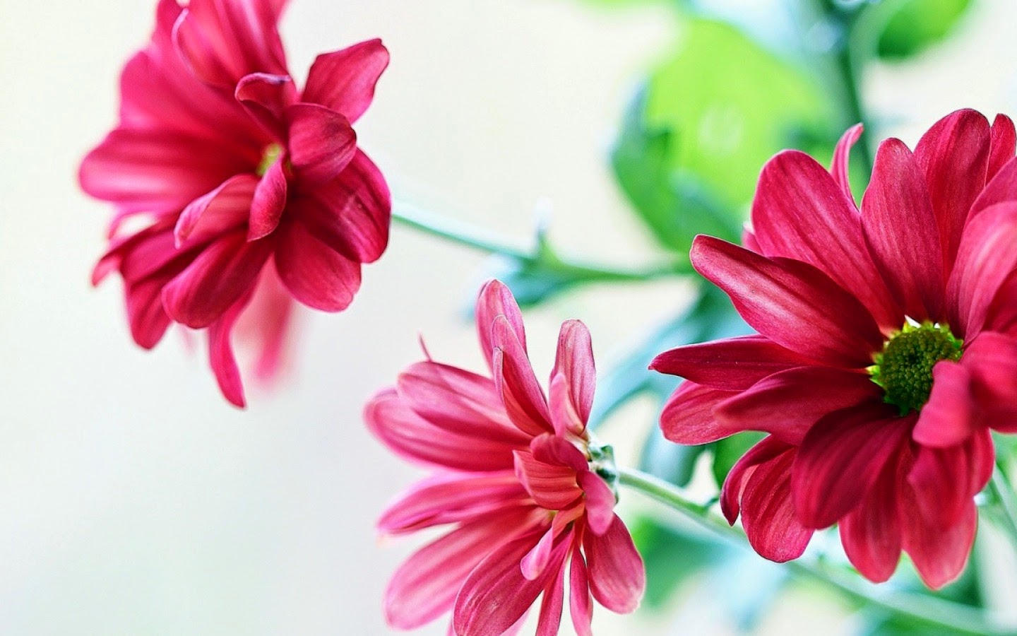 bellissimi sfondi di facebook,fiore,pianta fiorita,petalo,rosa,rosso