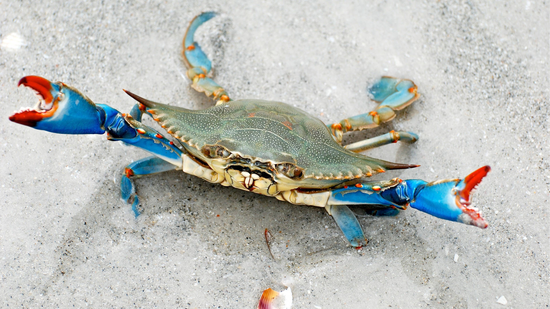papier peint crabe,crabe,crabe commun,crabe bleu chesapeake,crabe d'eau douce,invertébré