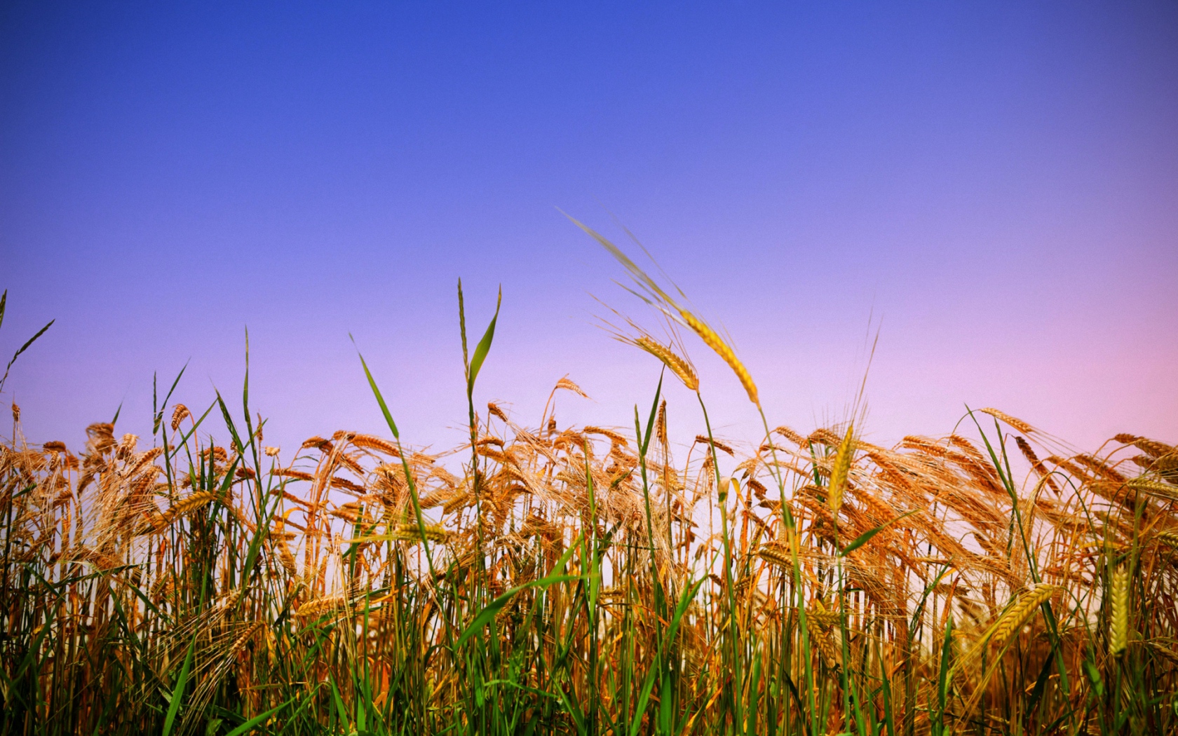 papel tapiz de maíz,cielo,naturaleza,centeno,campo,césped