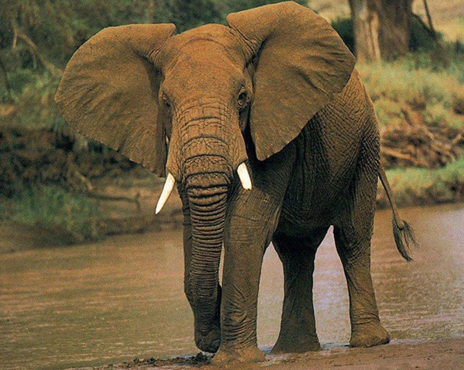 sfondi adorabili amici,elefante,elefanti e mammut,animale terrestre,elefante indiano,natura