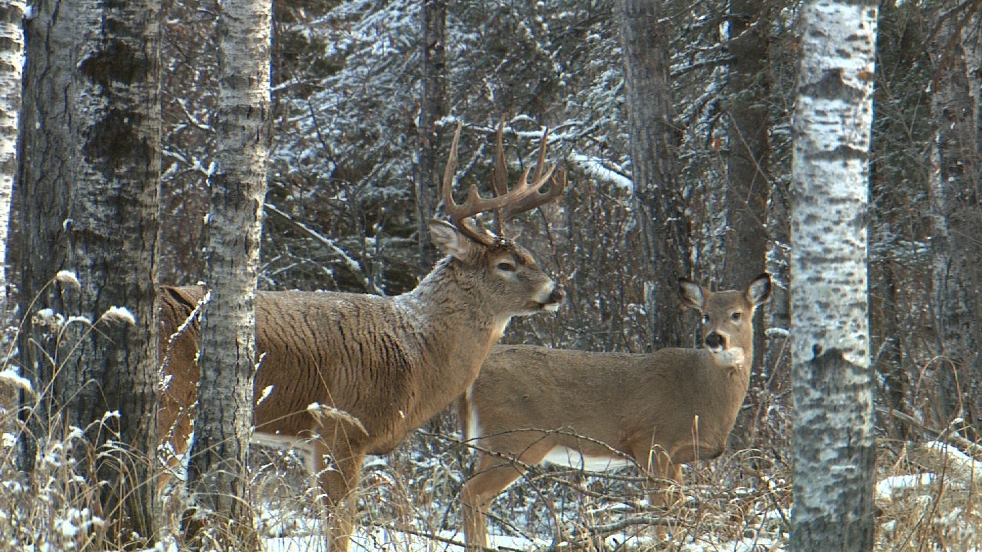 carta da parati buck,natura,cervo,cervo dalla coda bianca,capriolo,ramificazione