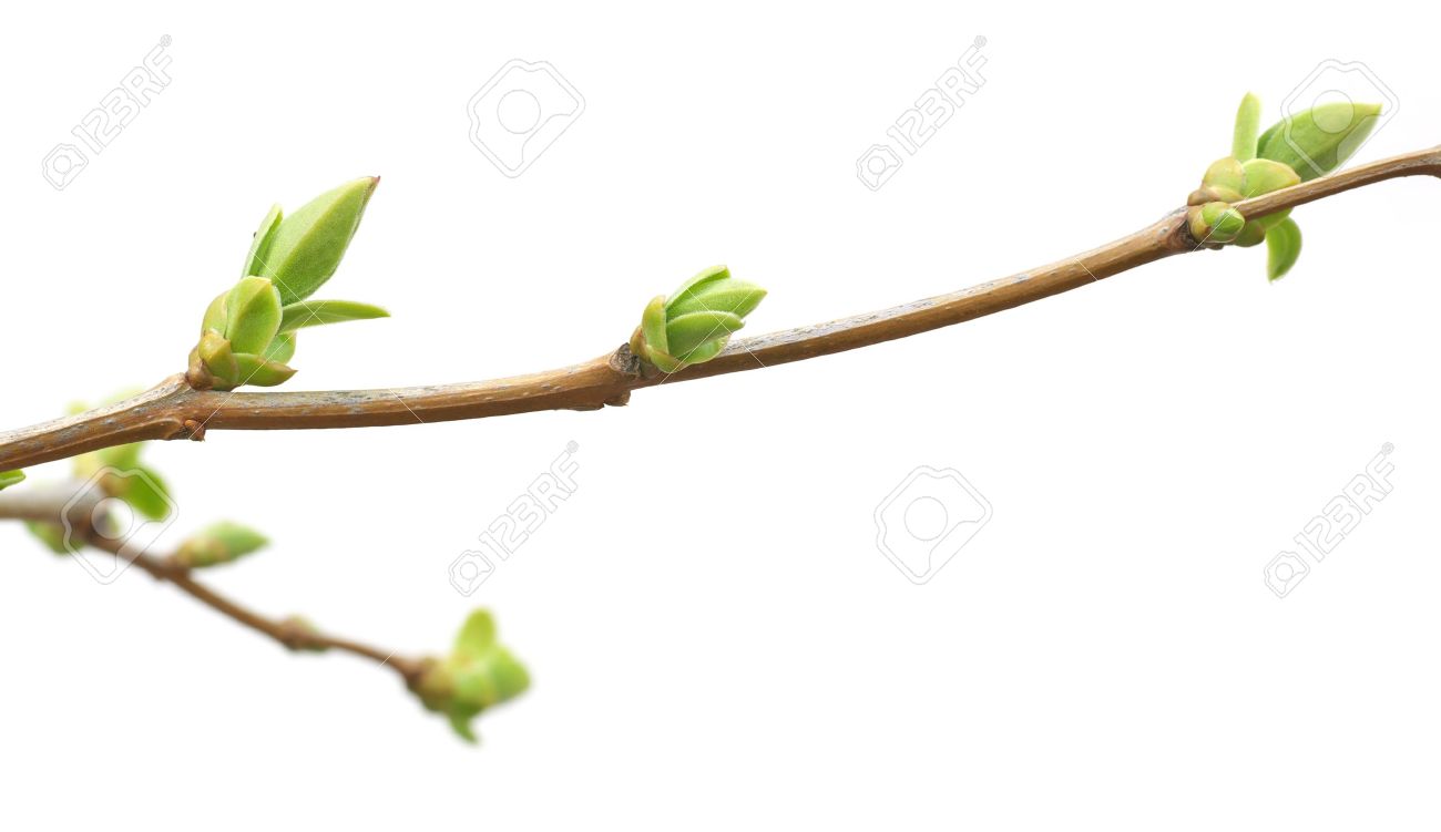 branch wallpaper,branch,bud,plant,flower,leaf