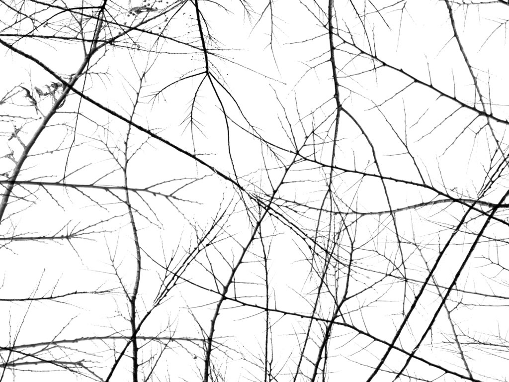 fond d'écran de branche,arbre,ligne,brindille,noir et blanc,feuille