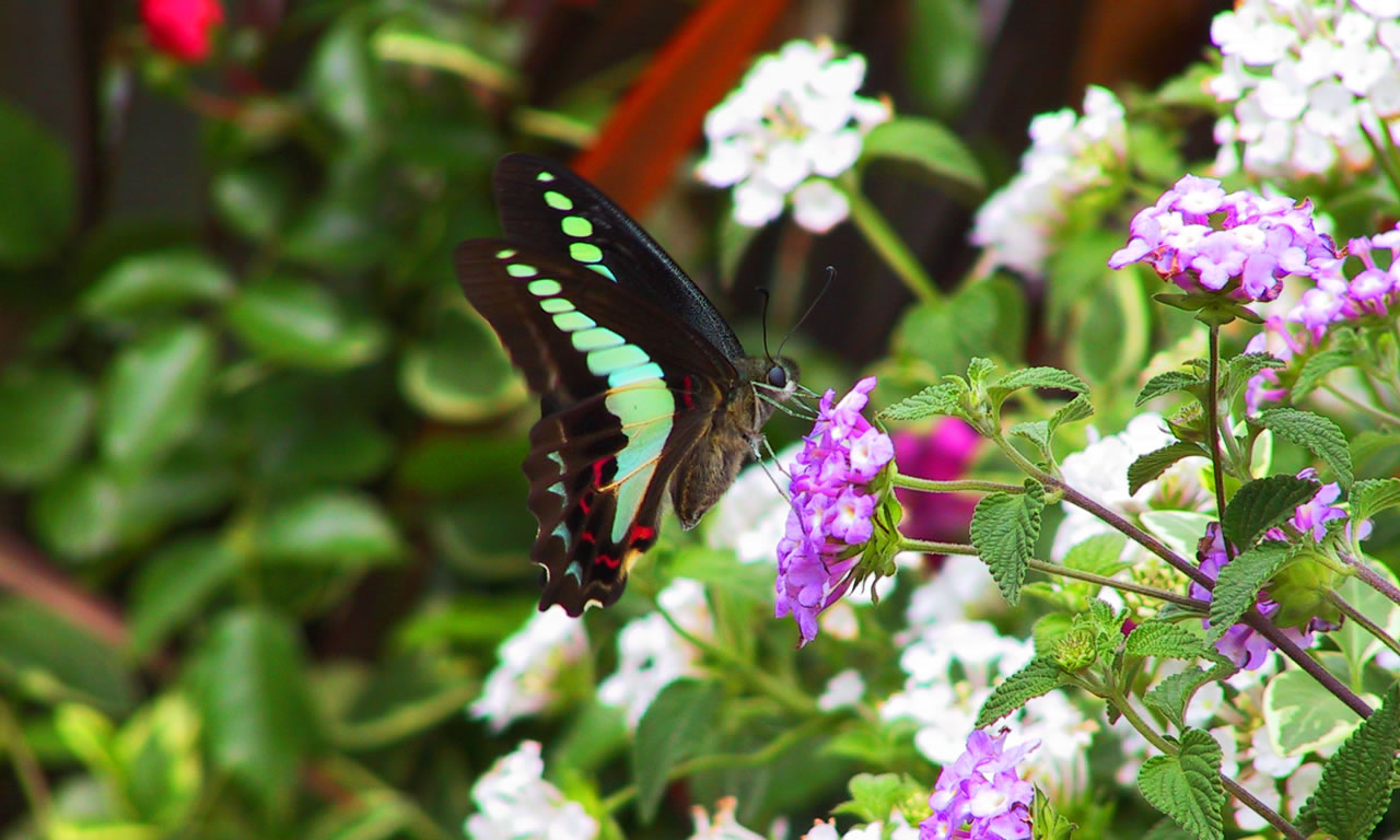 wallpaper hits,butterfly,black swallowtail,insect,moths and butterflies,flower