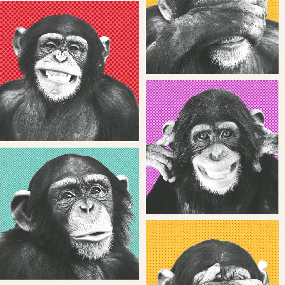 funky boys wallpaper,primate,cabeza,chimpancé común,hocico,humano
