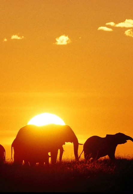 fondo de pantalla dow,cielo,fauna silvestre,puesta de sol,amanecer,elefante