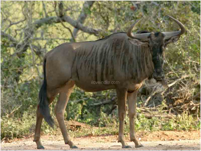 fond d'écran gnu,faune,animal terrestre,kudu,gnou,bongo