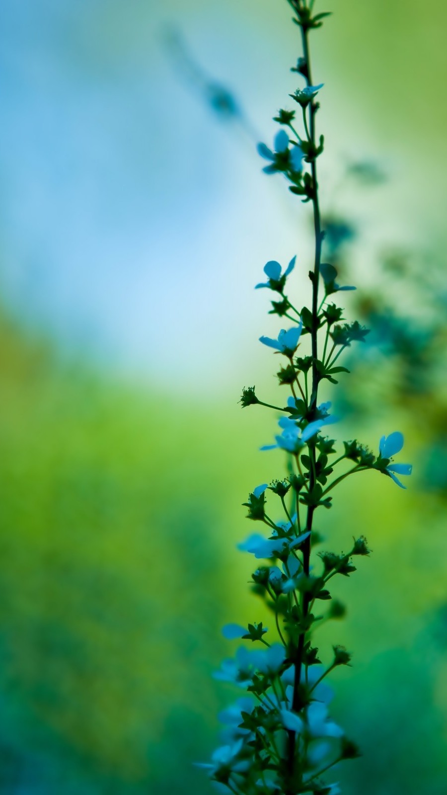 graziosi sfondi dello schermo di blocco,natura,blu,pianta,verde,fiore