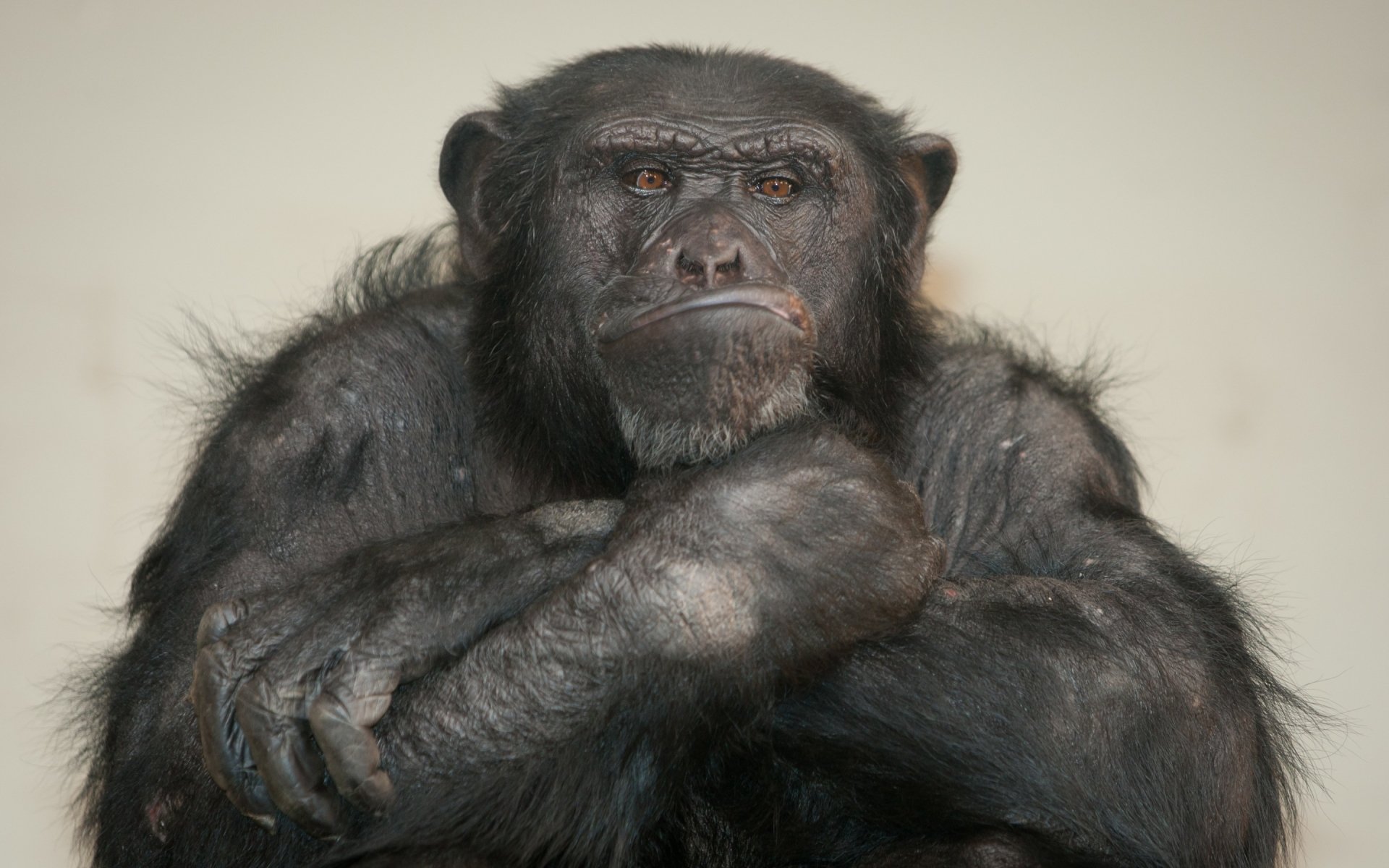 papel pintado de chimpancé,chimpancé común,primate,hocico,ojo,animal terrestre
