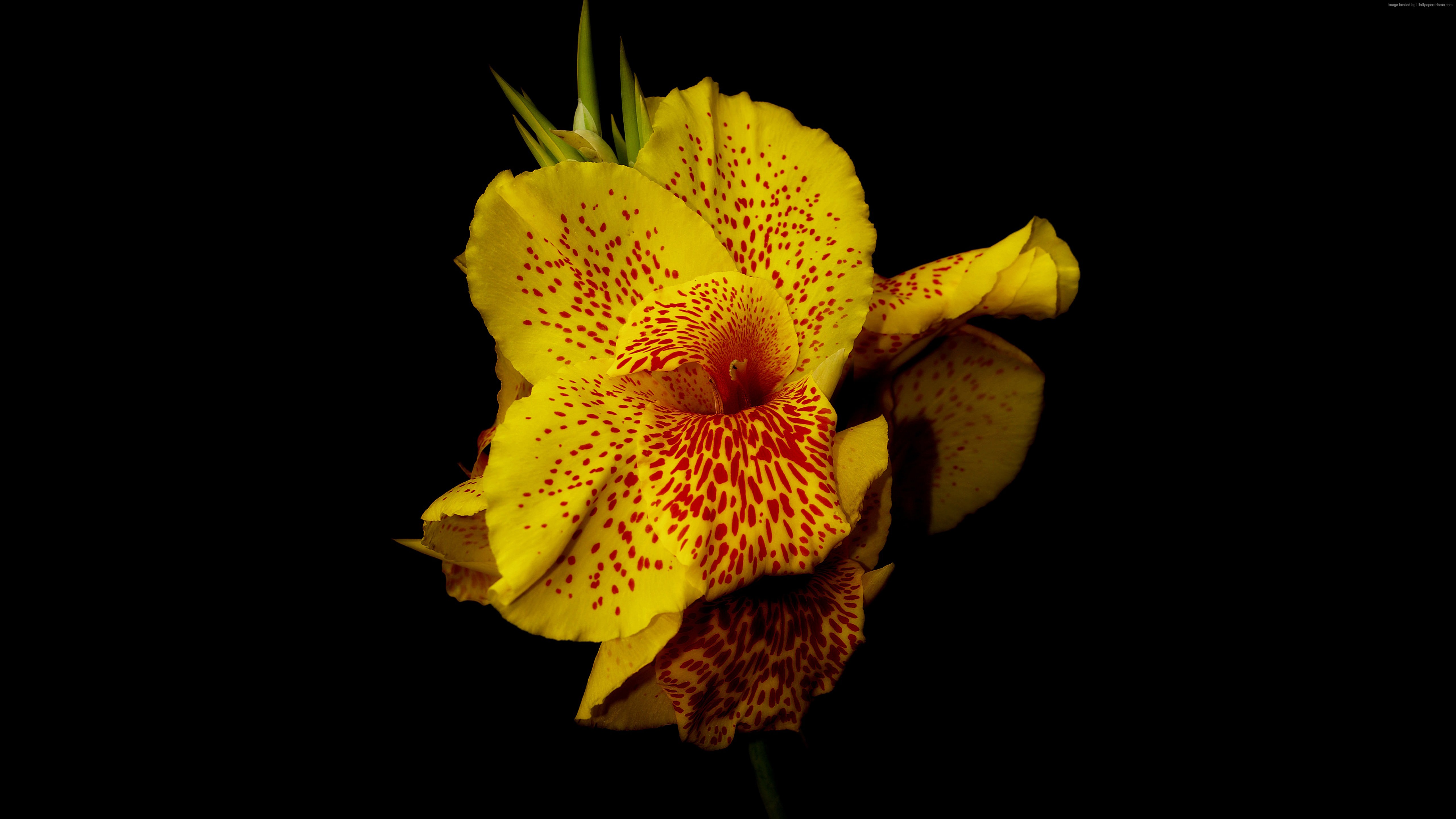 visualizzare immagini di sfondo,fiore,giallo,petalo,pianta fiorita,pianta