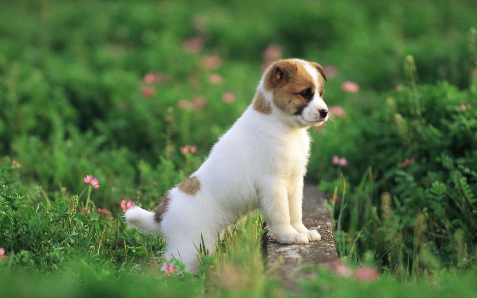 dog-images-hd-download-wallpaperuse