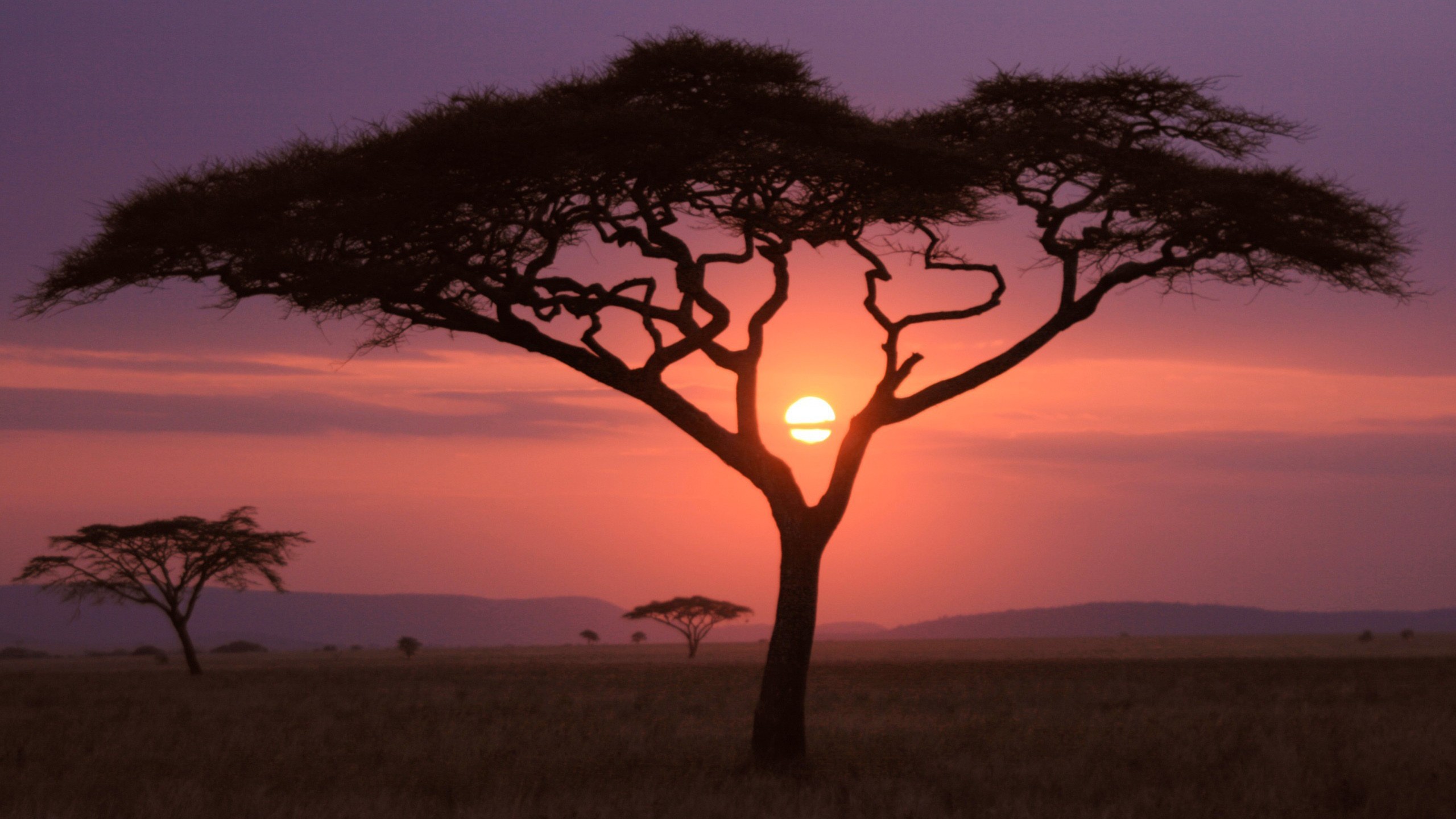 carta da parati afrika,albero,cielo,savana,natura,paesaggio naturale