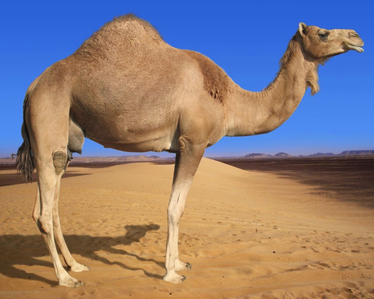 carta da parati cammello,cammello,cammello arabo,animale terrestre,deserto