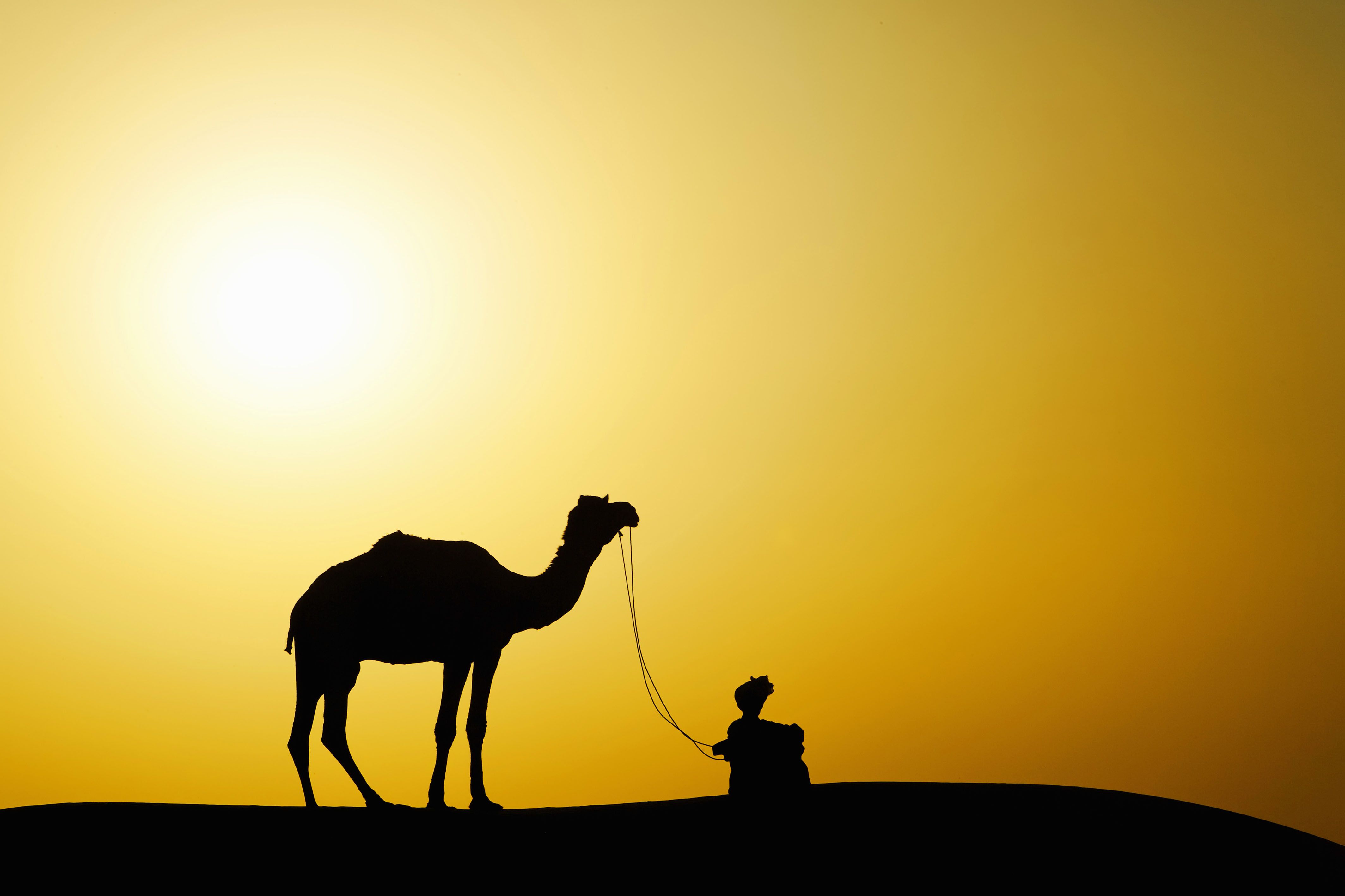 fond d'écran de chameau,chameau,chameau arabe,ciel,désert,faune