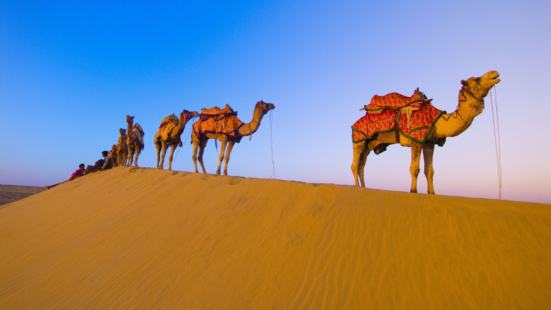 carta da parati cammello,cammello,deserto,cammello arabo,sabbia,duna