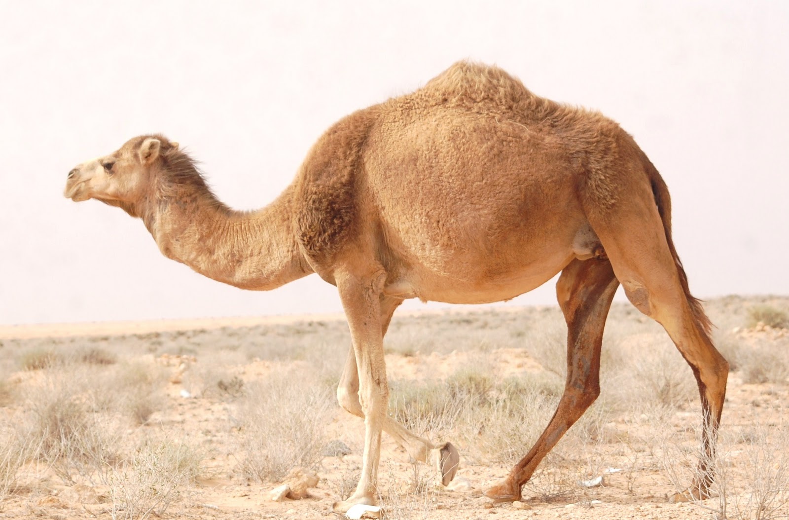 fondo de pantalla de camello,camello,camello árabe,animal terrestre,desierto