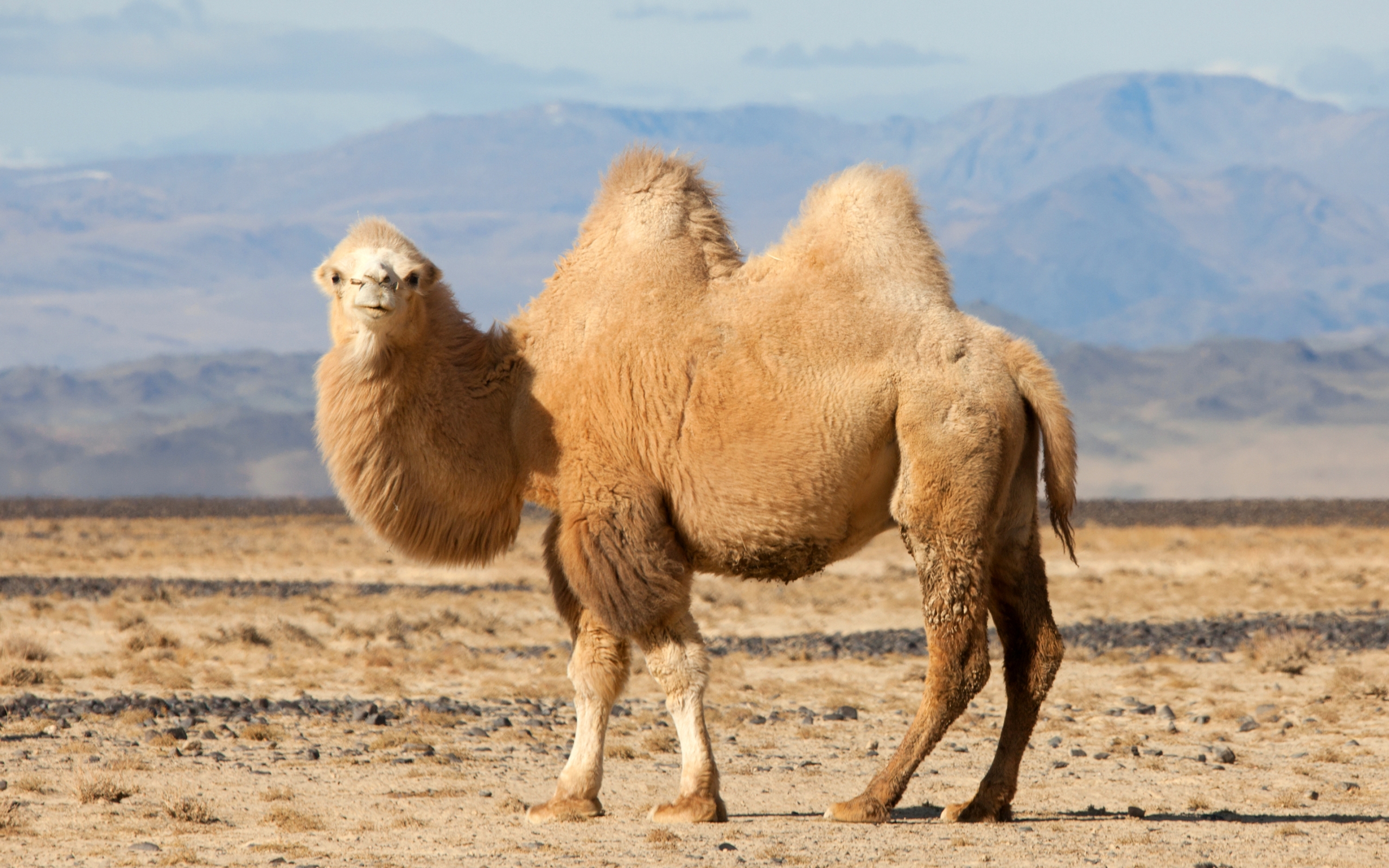 carta da parati cammello,cammello,cammello arabo,animale terrestre,bestiame