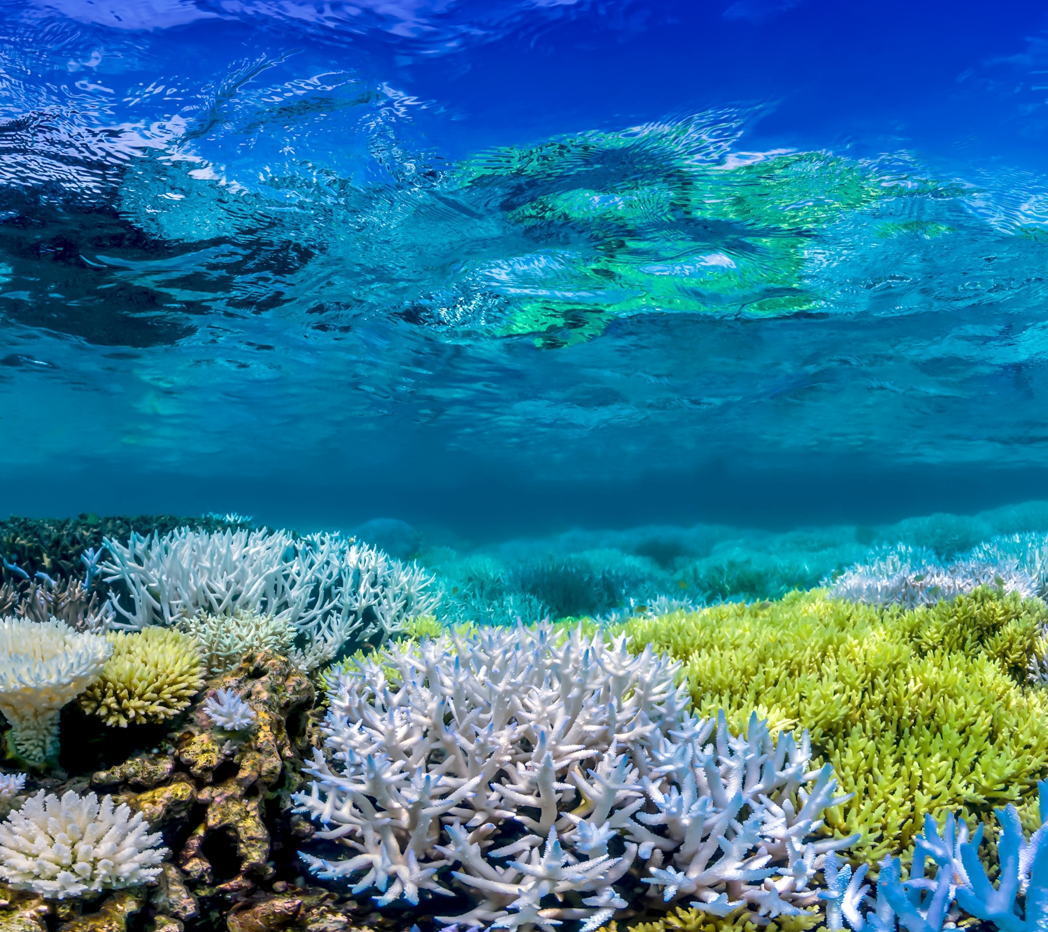 fond d'écran officiel google pixel,récif de corail,récif,corail,biologie marine,sous marin