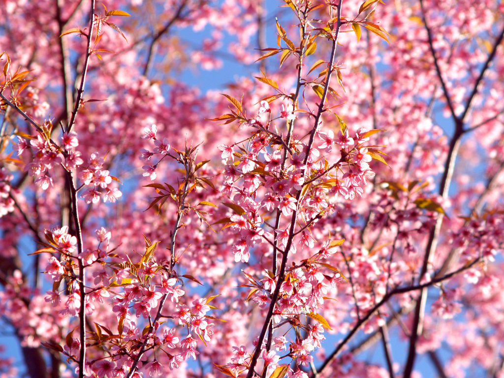 papier peint primavera,fleur,arbre,plante,fleur,printemps