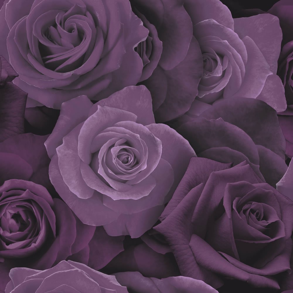 パープルグレー壁紙 花 庭のバラ ローズ 紫の バイオレット Wallpaperuse