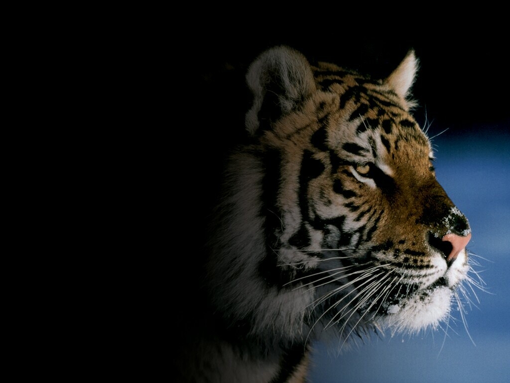 poze wallpaper hd,mammal,tiger,vertebrate,wildlife,bengal tiger