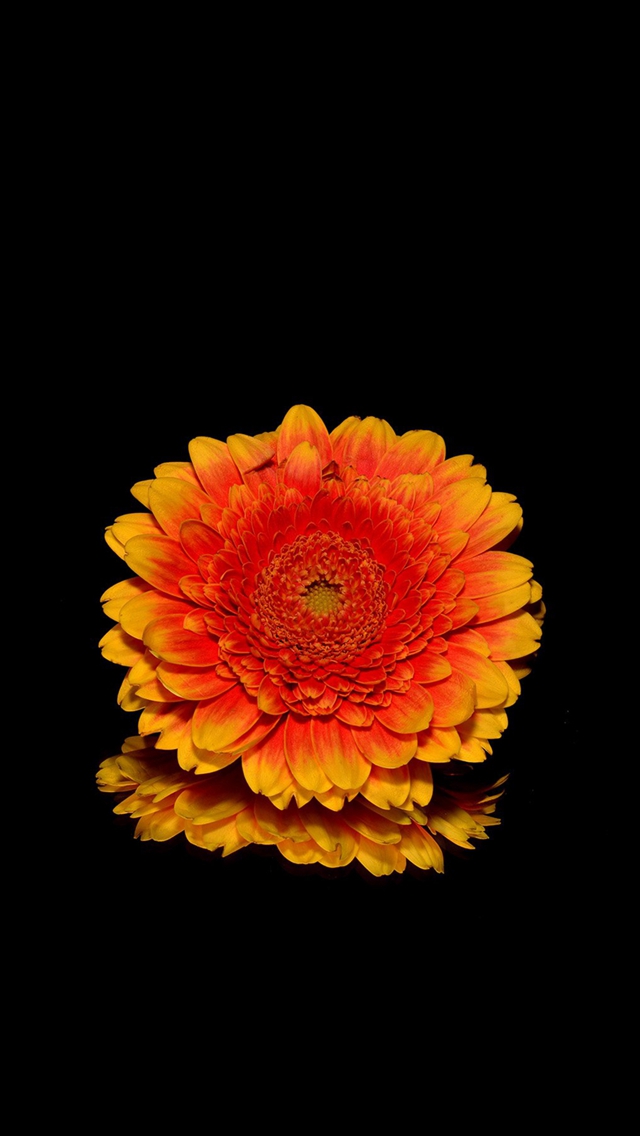 fond d'écran fleur iphone se,fleur,orange,gerbera,jaune,pétale
