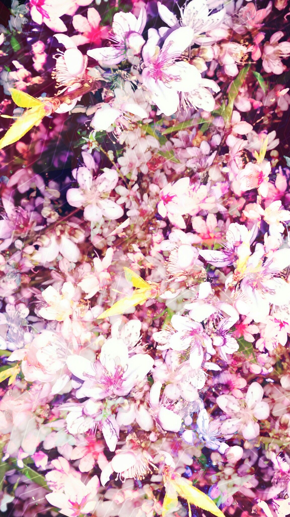 tapete para celular feminino,lila,blume,blütenblatt,pflanze,lila