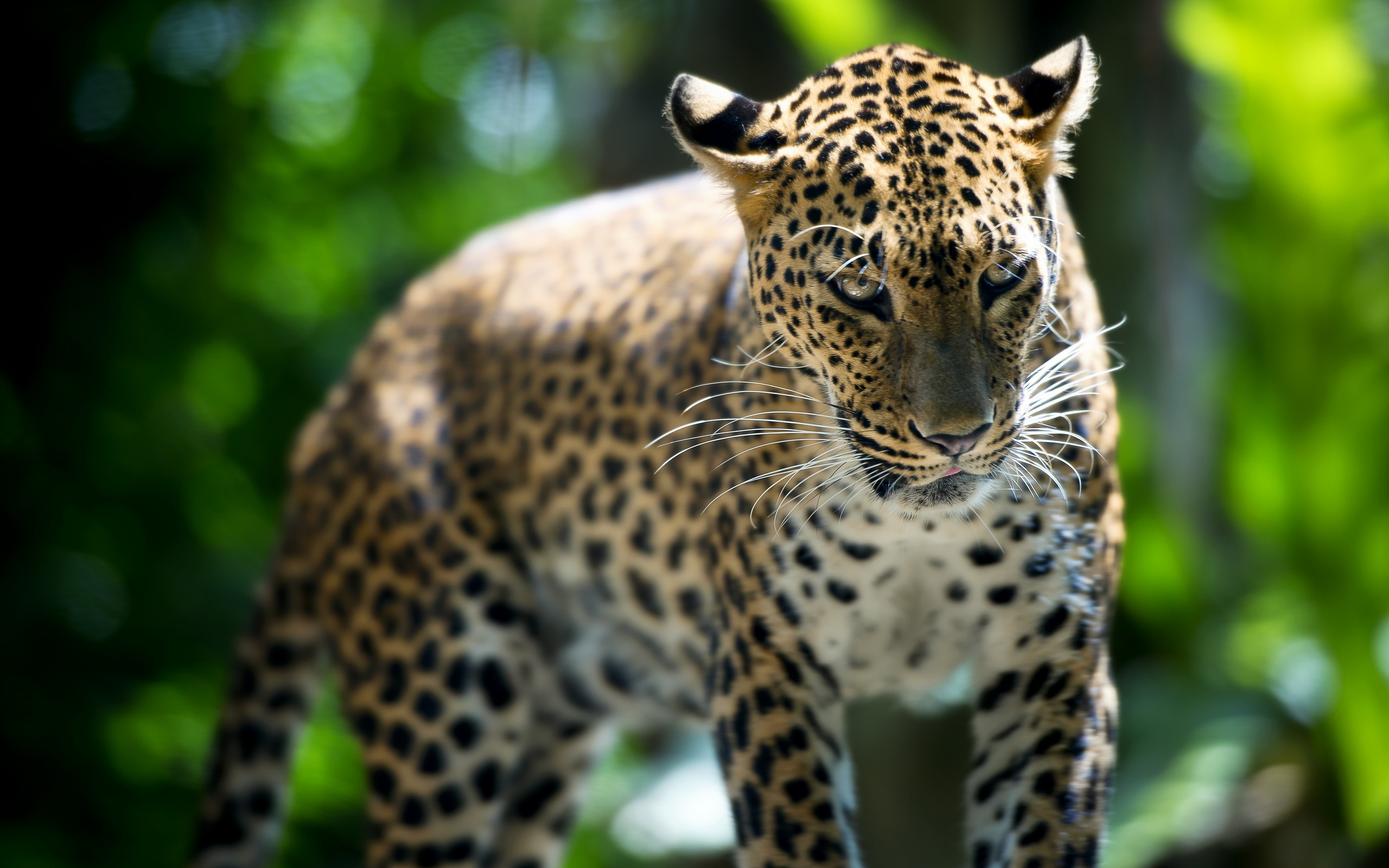 animales wallpaper,landtier,tierwelt,jaguar,leopard,felidae