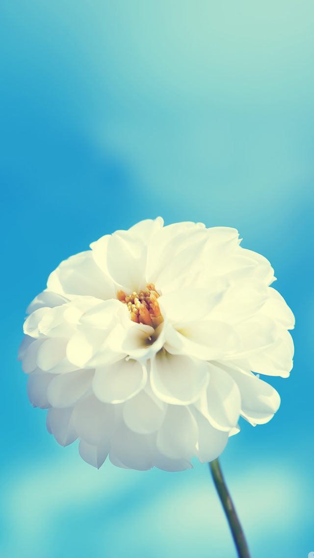 carta da parati bianca per iphone 5s,bianca,fiore,petalo,blu,cielo