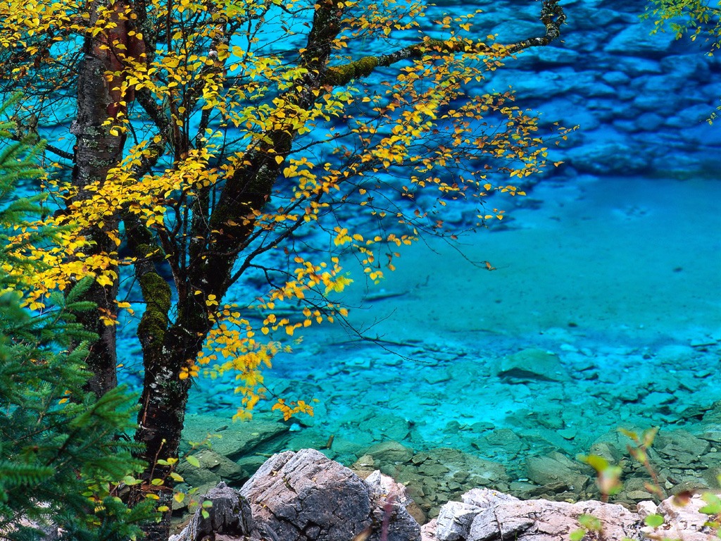fondo de pantalla,paisaje natural,naturaleza,árbol,azul,turquesa
