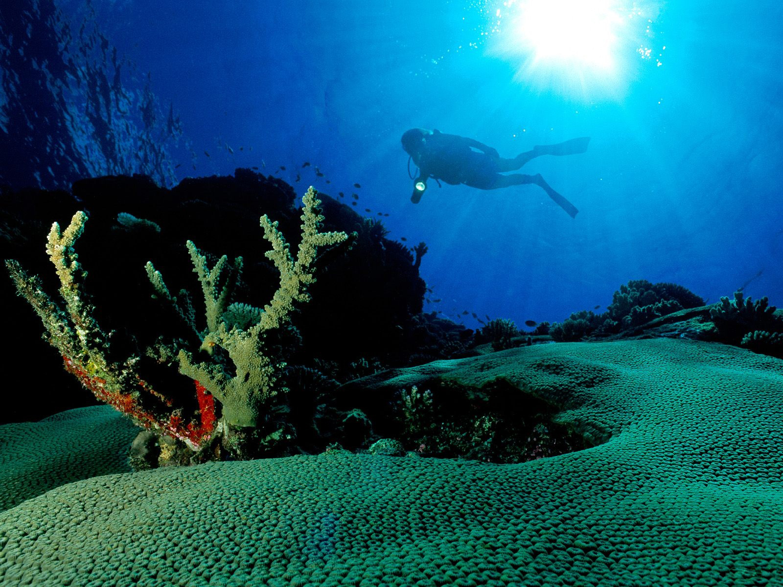 carta da parati hd subacquea,subacqueo,biologia marina,scogliera,barriera corallina,corallo