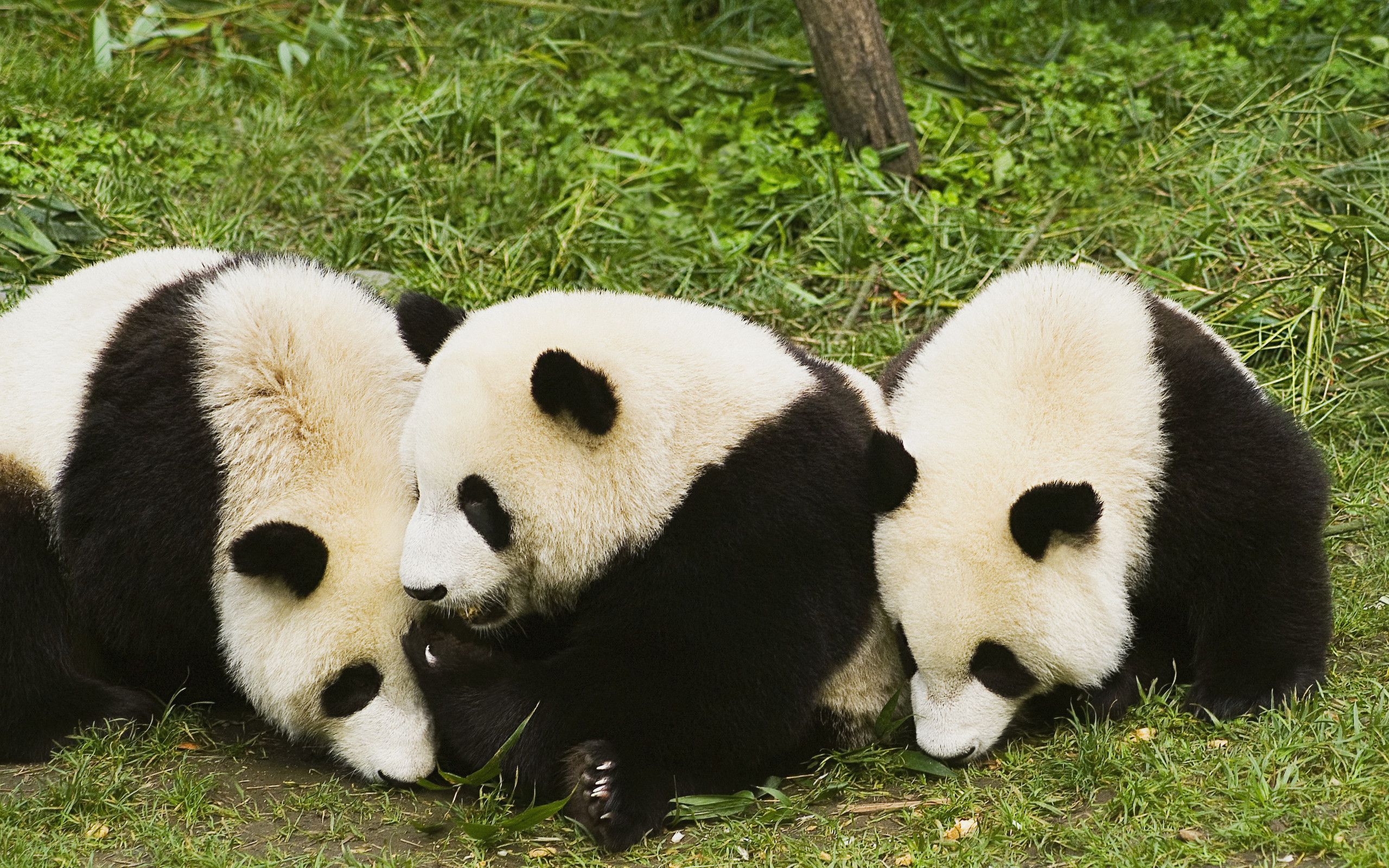 panda wallpaper hd,panda,animale terrestre,orso,grugno