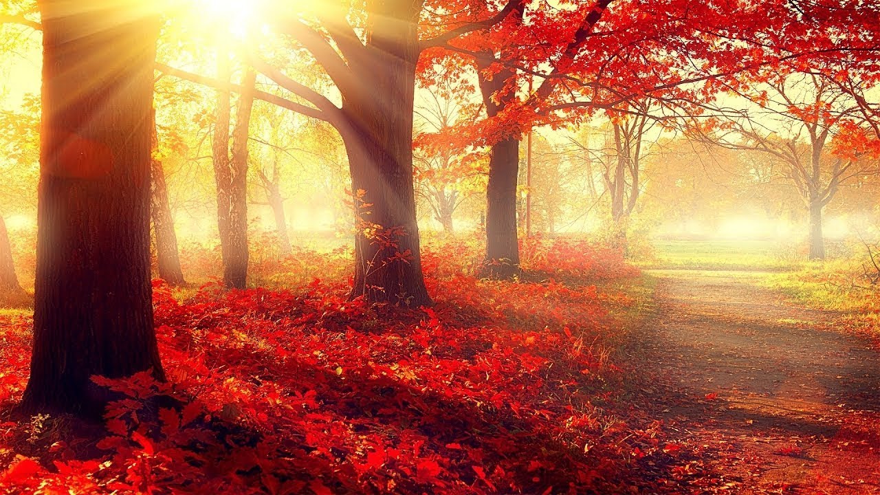 carta da parati romantis,paesaggio naturale,natura,albero,rosso,luce del sole