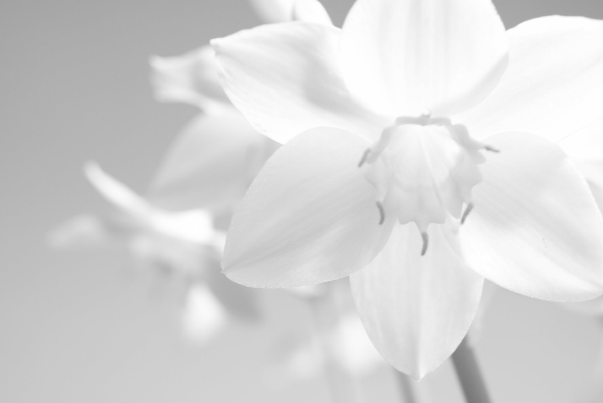 壁紙blanco hd,白い,花弁,モノクロ写真,黒と白,花
