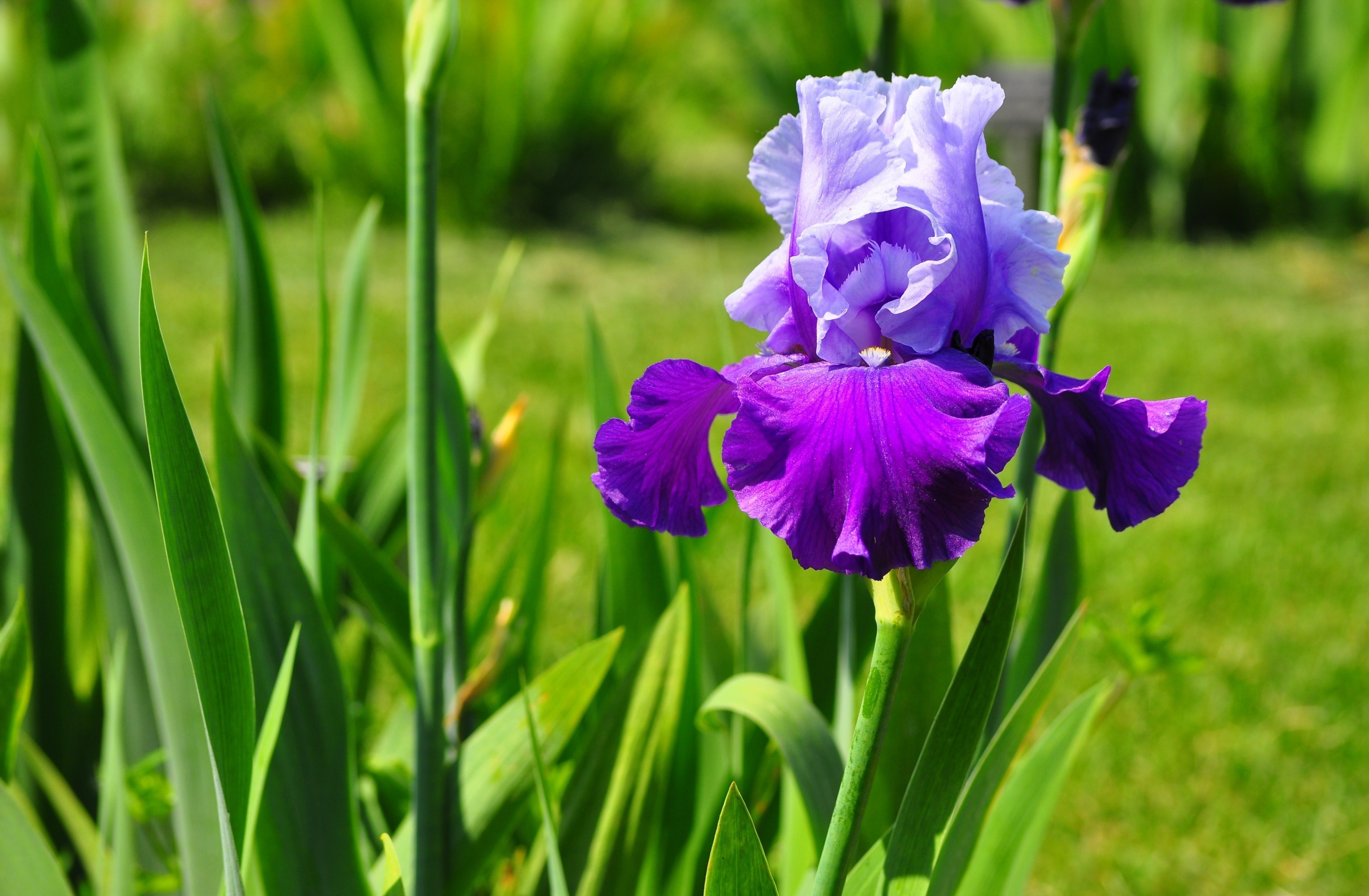 iris tapete,blume,blühende pflanze,blütenblatt,lila,pflanze