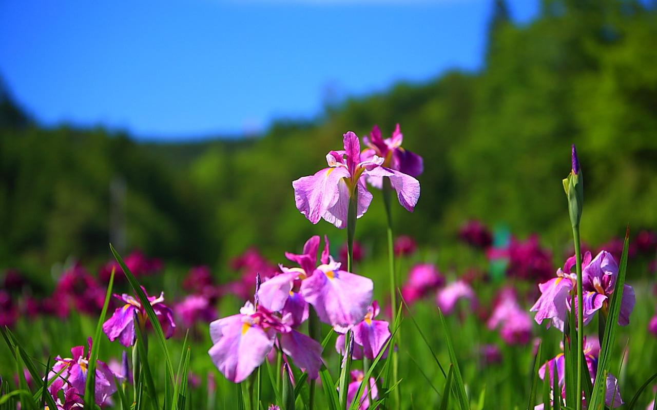fondo de pantalla de iris,flor,planta floreciendo,paisaje natural,planta,pétalo