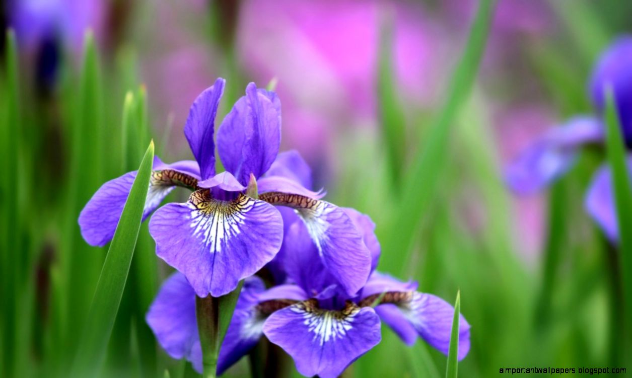 アイリスの壁紙,花,開花植物,アイリスバーシカラー,花弁,紫の