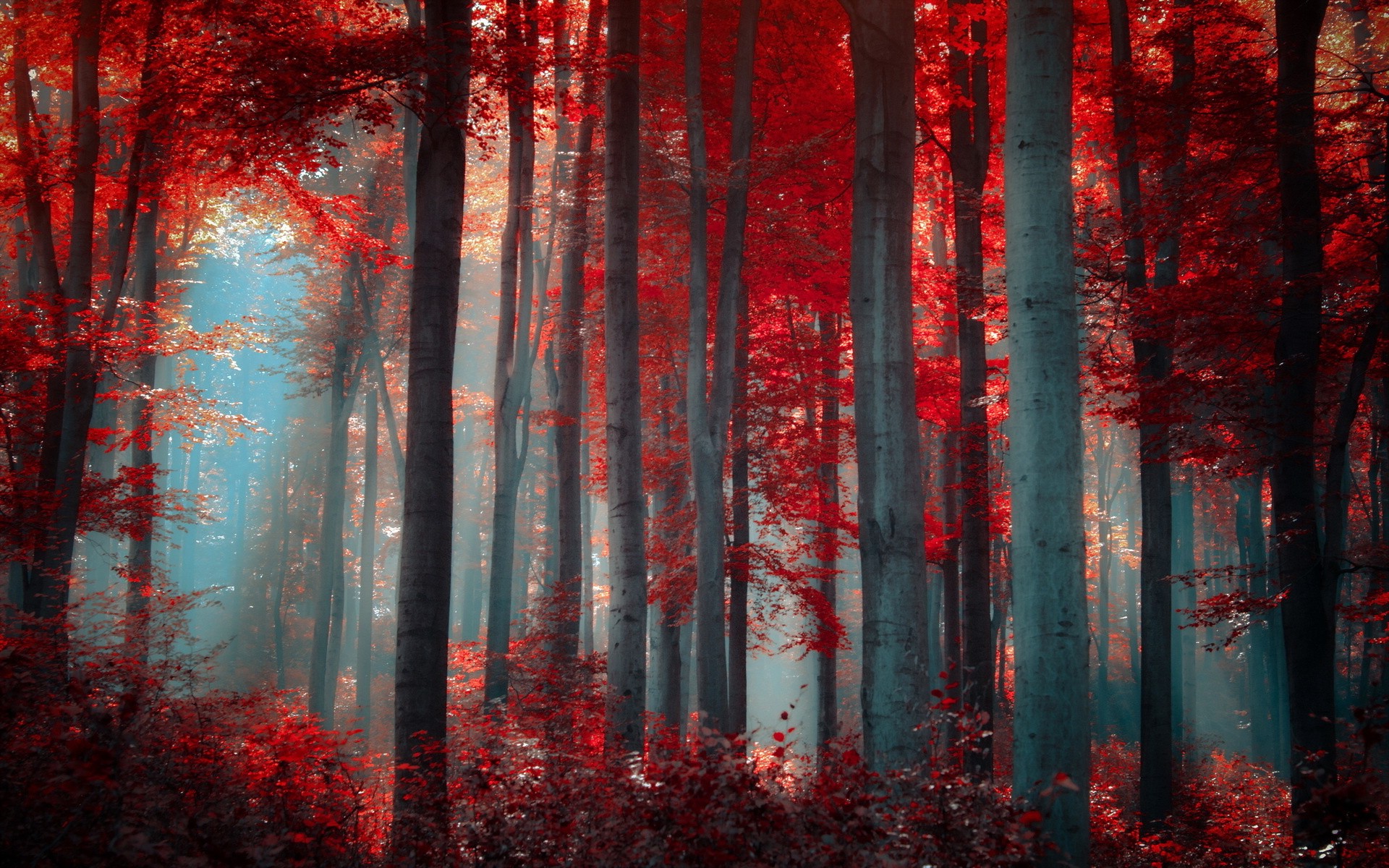 fond d'écran nature rouge,rouge,forêt,la nature,arbre,paysage naturel