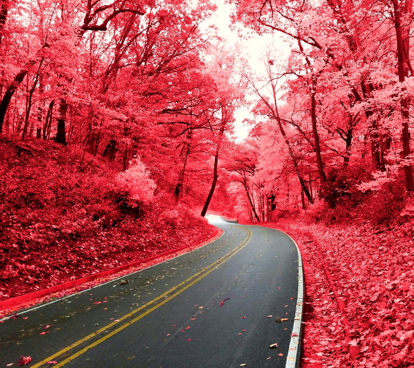papier peint nature rose,rouge,arbre,paysage naturel,la nature,feuille