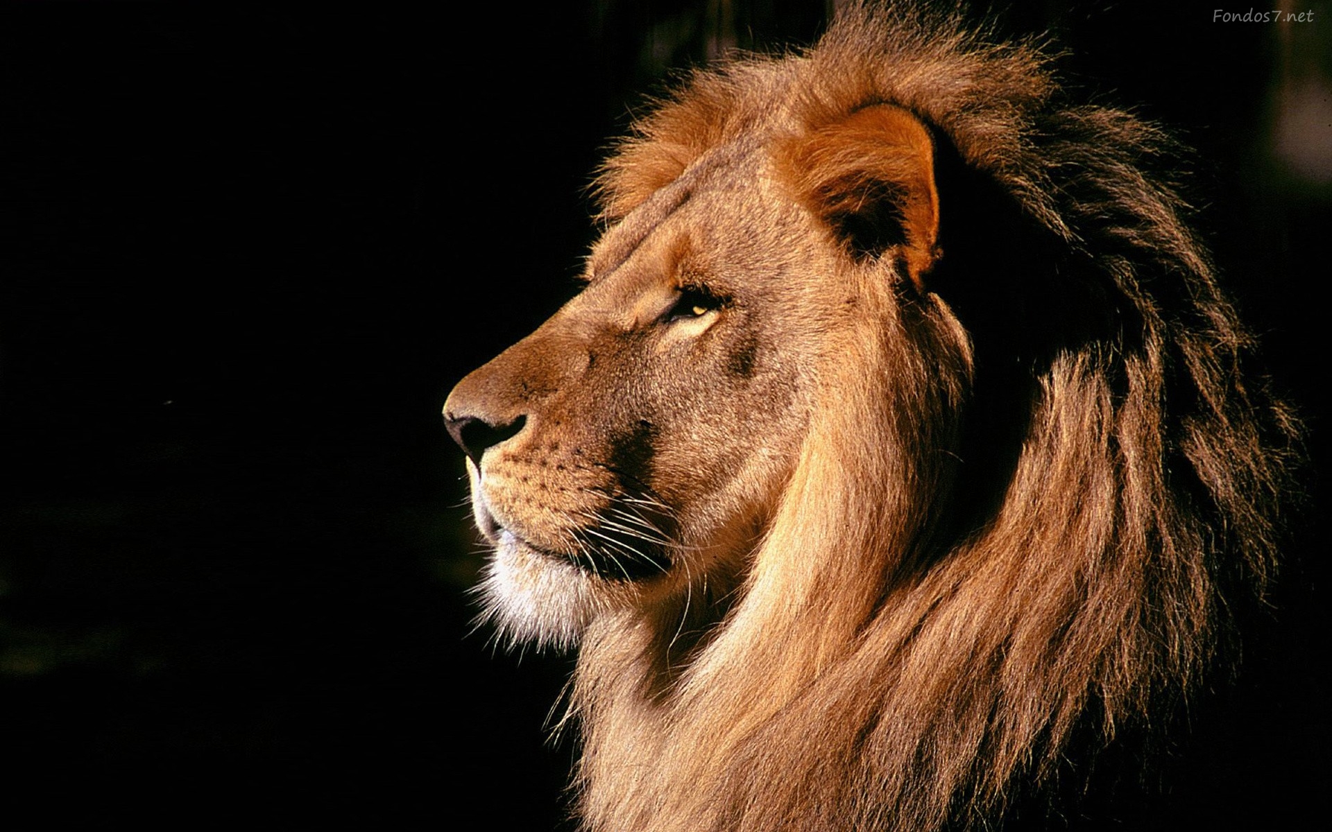 fondos fond d'écran hd,lion,faune,cheveux,animal terrestre,lion masai