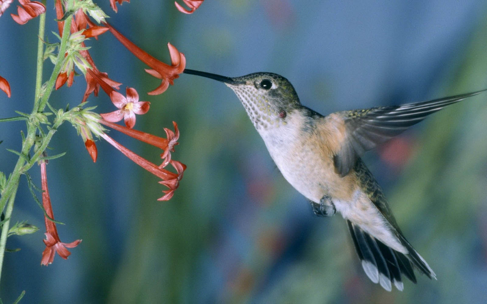 essere sfondi gratis,uccello,colibrì,rufous colibrì,natura,pianta