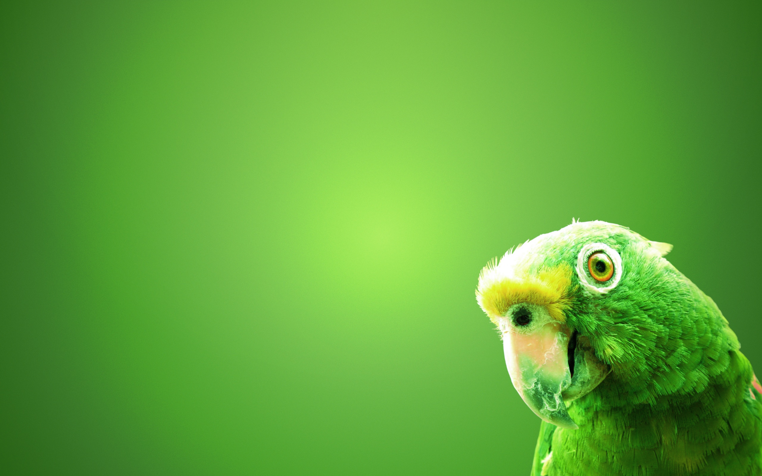 essere sfondi gratis,uccello,verde,pappagallo,parrocchetto,pappagallino