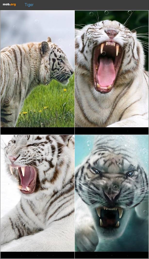 fondos de pantalla ikan bergerak untuk handphone,tigre,tigre de bengala,tigre siberiano,fauna silvestre,felidae