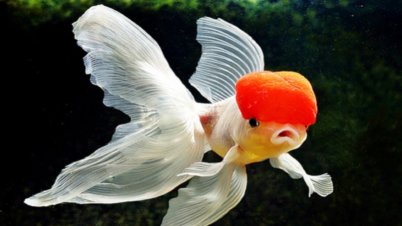 fondo de pantalla ikan hias,pez de colores,pez,ala,pez huesudo,personaje de ficción