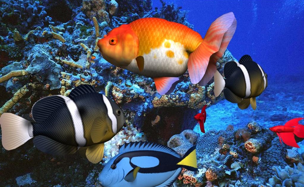 fondo de pantalla ikan hias,pez,pomacentridae,pez,pez anémona,submarino