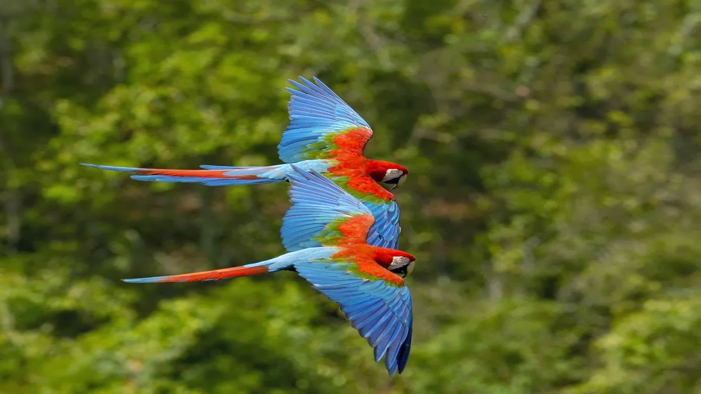 wallpaper burung2 cantik,bird,vertebrate,macaw,parrot,beak (#828406 ...