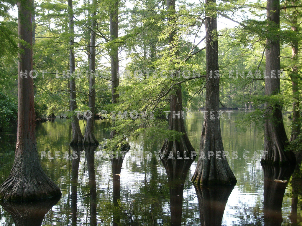 fondo de pantalla de louisiana,paisaje natural,árbol,bosque,naturaleza,cuerpo de agua