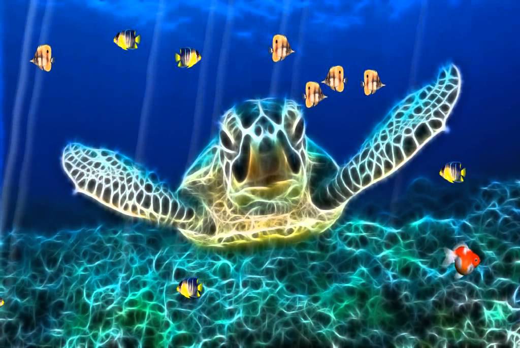 http 배경 화면,바다 거북,대모 바다 거북,올리브 리들리 바다 거북,녹색 바다 거북,터틀